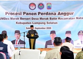 Kebun Anggur BUMDes Merak Berseri Jadi Contoh Pengembangan Ekonomi Desa