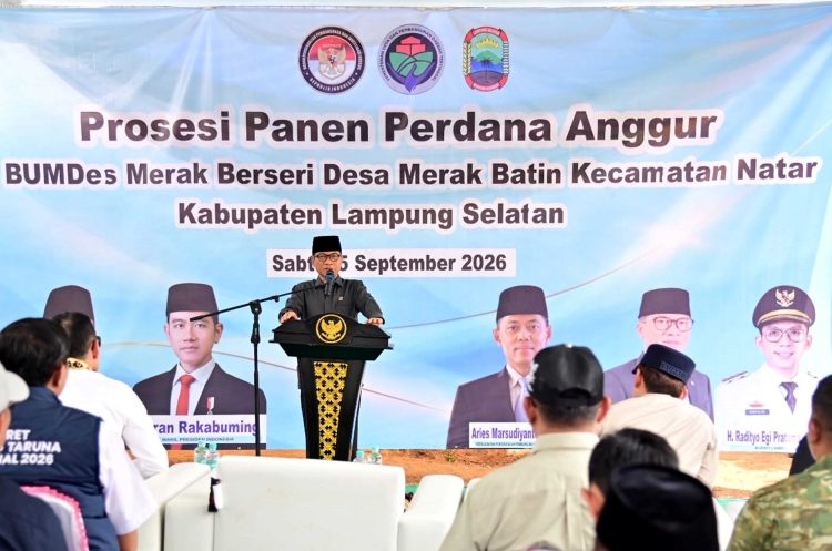 Kebun Anggur BUMDes Merak Berseri Jadi Contoh Pengembangan Ekonomi Desa