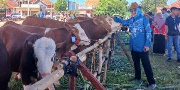 DPKH Lampung Ungkap Produksi Ternak 2025 Tumbuh 5,85 Persen, Target Terlampaui