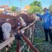 DPKH Lampung Ungkap Produksi Ternak 2025 Tumbuh 5,85 Persen, Target Terlampaui