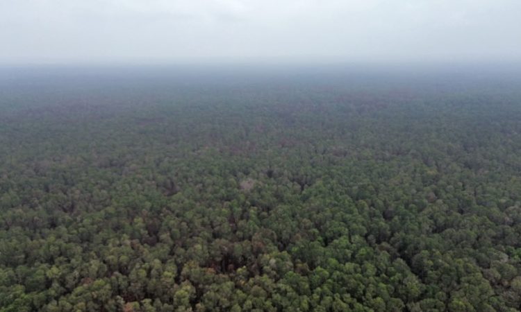 Karhutla Way Kambas Terkendali, Satgas Darat Lanjutkan Penyisiran dan Deteksi Dini